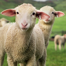 Dolly, vous vous souvenez?